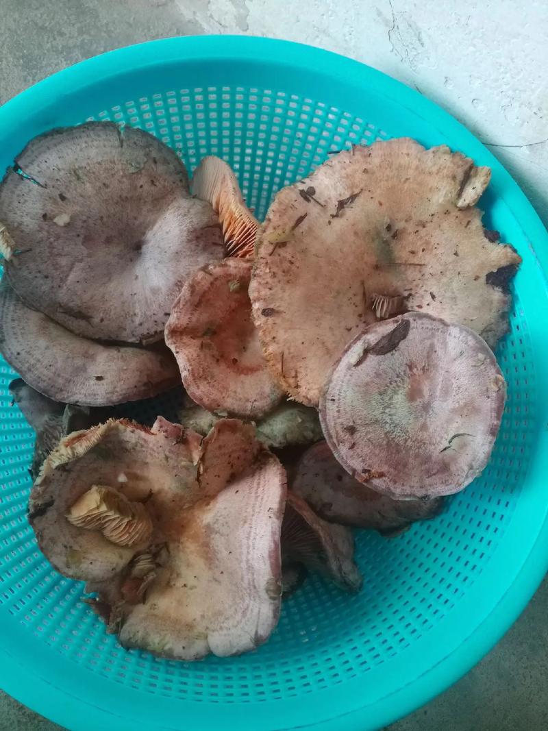 这个是毛草菇,我从小都吃过,山上有好多蘑菇大家不要乱吃就行