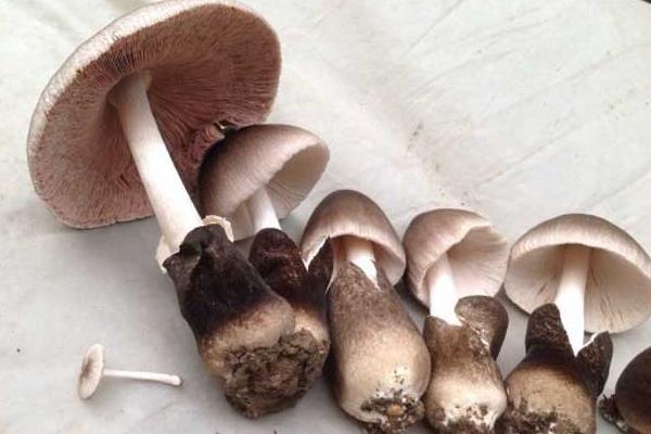 草菇图片大全 认识这种美味菌菇，从外观到烹饪全解析